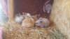 Lionhead baby bunnies for sale to good home