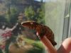 Leachianus Gecko