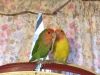 Hand-raised Lovebirds For Sale In Mckinney, Tx