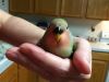 SOLD**Tame, hand-fed Lovebird for sale in McKinney, TX
