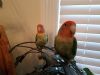 2 Peach Faced Lovebirds - Birds For Sale includes cage and accessories