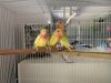 Babies lovebirds ready for new home