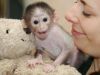 Adorable Macaque monkey