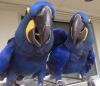 Tame and Playful Hyacinth Macaw Parrots For Sale