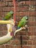 Illiger macaws breeding pair 3 year old