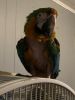 Macaw for sale