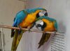 Golden Blue Macaw Parrots