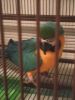 MACAW PARROT, FEMALE