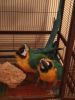 MACAW PARROTS, FEMALE AND MALE