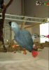 Beautiful macaw parrot for sale