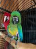 A Pair of Beautiful Macaws with Cage