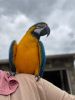 Macaw Dedo