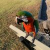 Harlequin Macaw