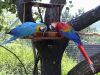 Happy macaws for sale