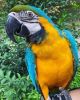 Male Macaw parrot for Sale