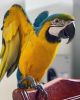 Male Macaw Parrot For Sale
