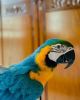 Male Macaw Parrot For Sale