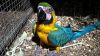 Blue and gold macaws 4 sale.