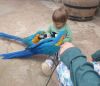 Hand Reared Beautiful Blue And Gold Macaw