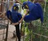 Hyacinth Macaw parrot for adoption