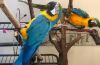 Excellent Blue and Gold Macaw parrots