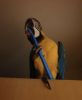 For sale a mal macaw