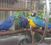 Hyacinth and Blue and Gold macaw parrots available now.