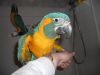 bluethroat macaw babys