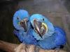 Proven Pair of Hyacinth Macaw parrots