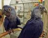 Pair of Hyacith Macaws available
