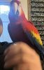 Friendly Scarlett Macaws Now
