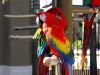 Lovely Male nad Female Scarlet Macaw Parrots
