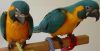 Love Macaw Birds