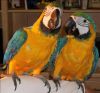 Ever adorable blue and gold Macaw parrots