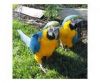 Blue and Gold Macaw Parrots , Male and Female,