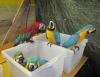 Proven Pair Of Greenwing Macaws