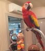 baby parrots for sale