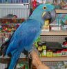 Macaw Blue Coloured Parrot Available