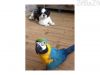 Blue and gold macaw parrots xxx) xxx-xxx3