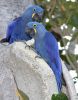 DNA Tested Hyacinth Macaw Parrots For Sale