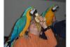 Blue and Gold Macaw Parrot with Cage