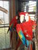 Scarlet Macaws, Blue And Gold Macaws