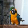 outstanding macaw parrots available