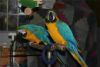 male and female macaw birds