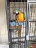 Well trained macaw bird for adoption