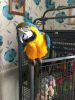 Lovely Macaw parrots well tame