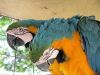 three adorable Catalina-Macaw