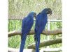 Hyacinth macaw parrot. with Eggs hand