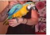 Blue & Gold Macaw Parrot For Sale