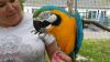Wonderful, blue and gold macaw